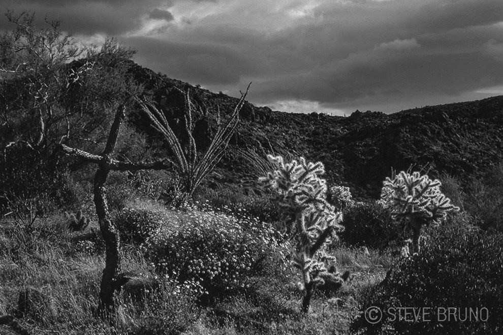 desert, Arizona, cross, cactus, Steve Bruno photography
