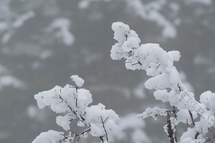 fresh snow, forest, gottatakemorepix