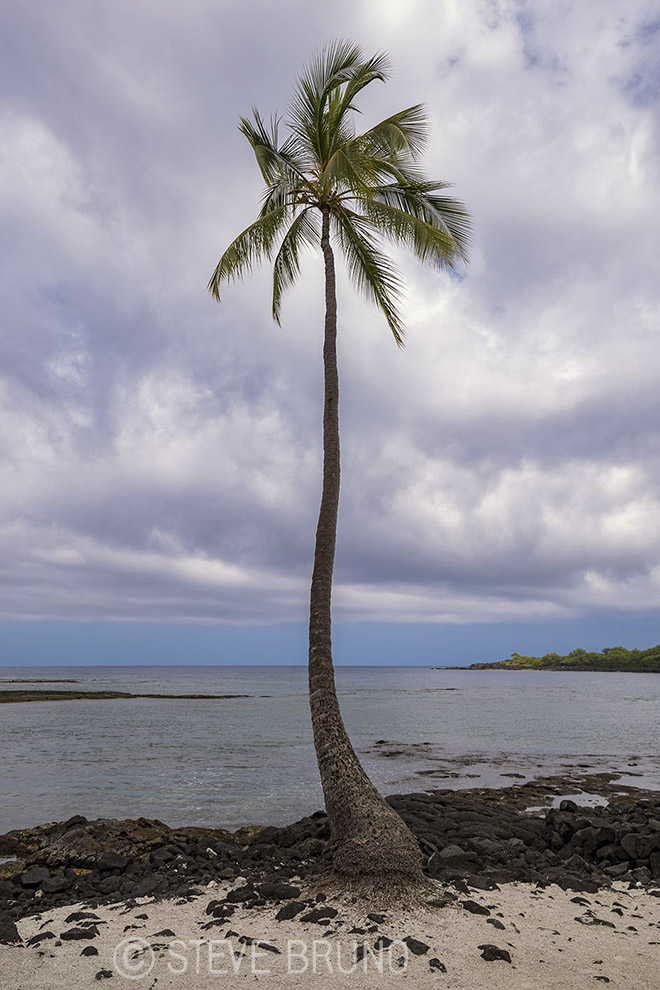 lone palm tree, Hawaii, Steve Bruno
