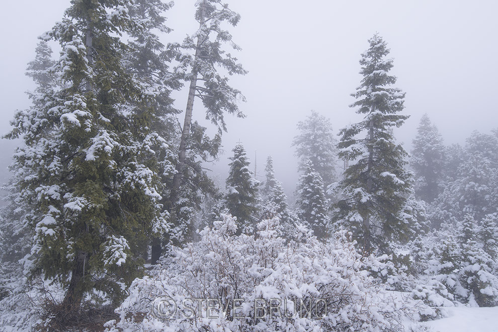 fresh snow, fog, mountains, Nevada, gottatakemorepix
