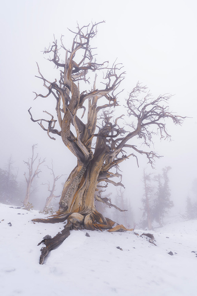 giant tree, fog, bristlecone pine, Spring Mountains, Las Vegas, Steve Bruno photography