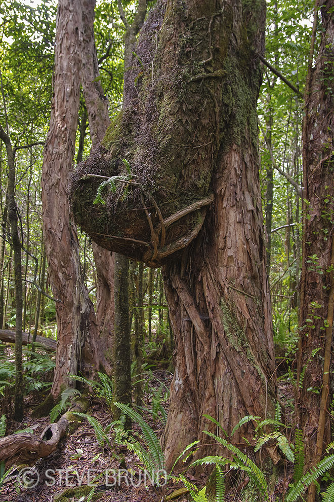 tree, rain forest, Hawaii, gottatakemorepix
