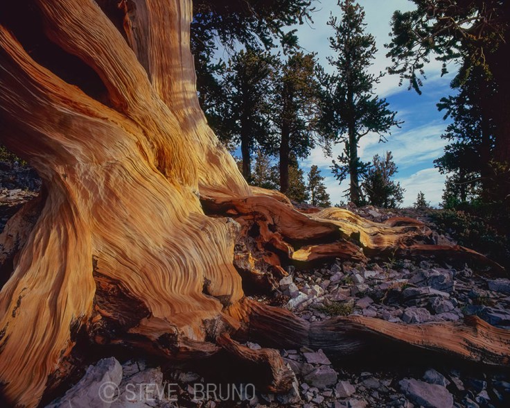 bristlecone pine, Mount Charleston, Nevada, gottatakemorepix