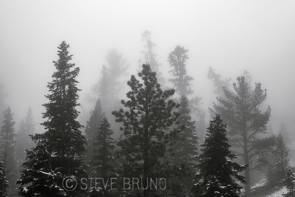 bristlecone pine, Spring Mountains, Las Vegas, Nevada, Steve Bruno