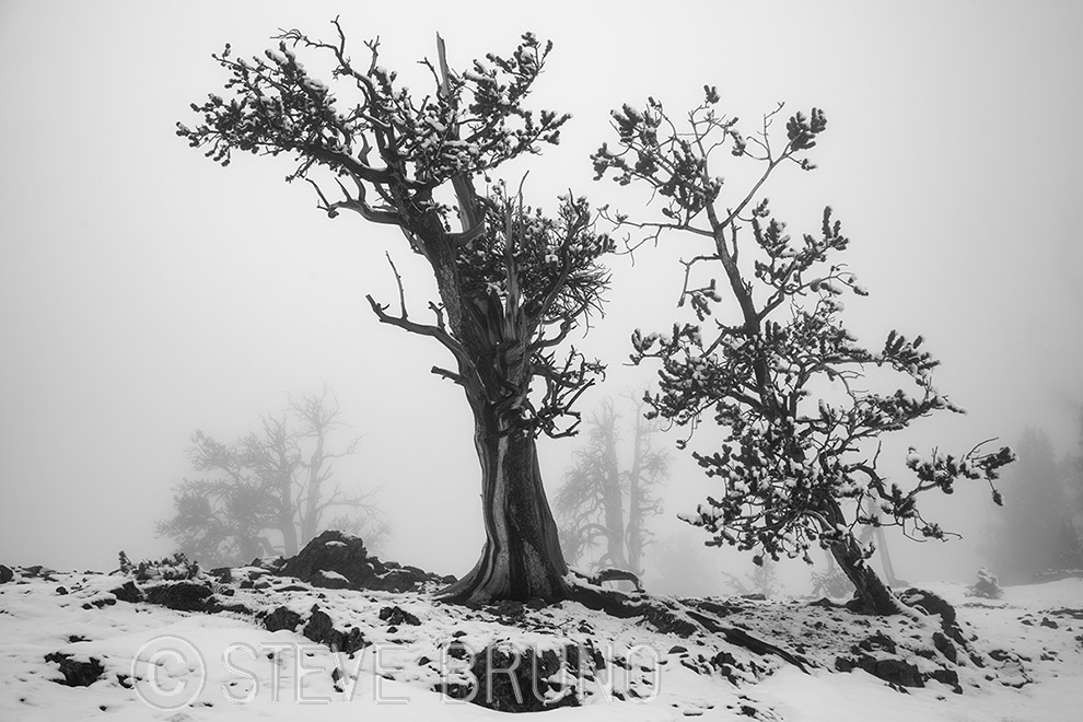 bristlecone pine, Spring Mountains, Las Vegas, Nevada, Steve Bruno