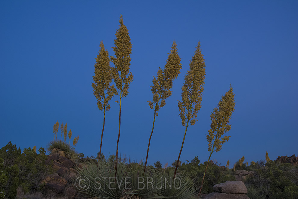 yuccas, Arizona, blue hour, desert, Steve Bruno