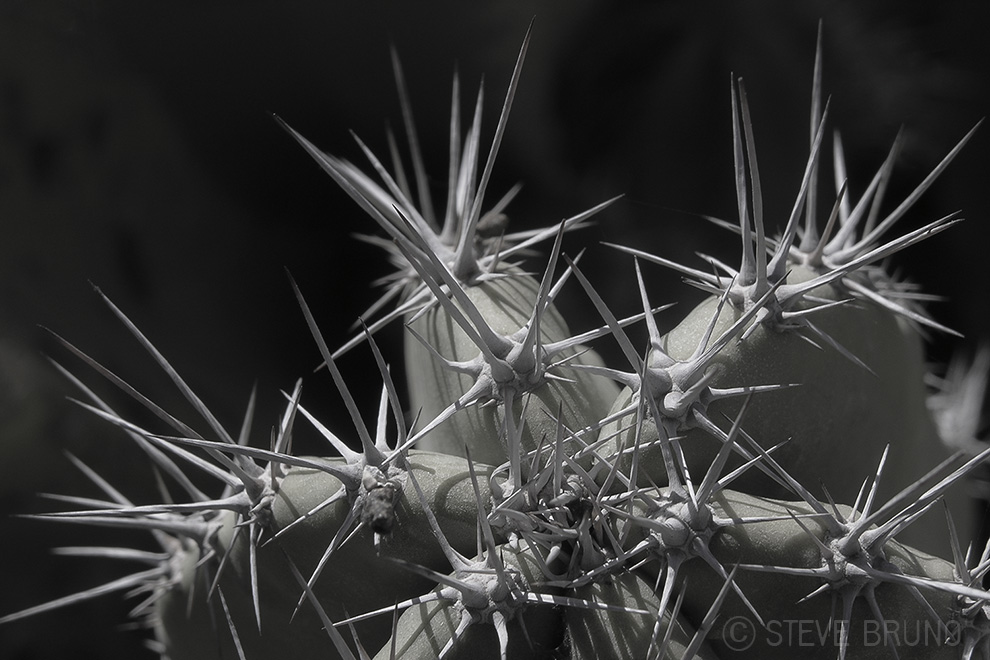 cactus, spines, needles, desert, Steve Bruno