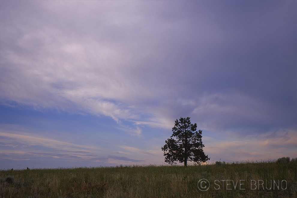 tree, clouds, Oregon, Steve Bruno