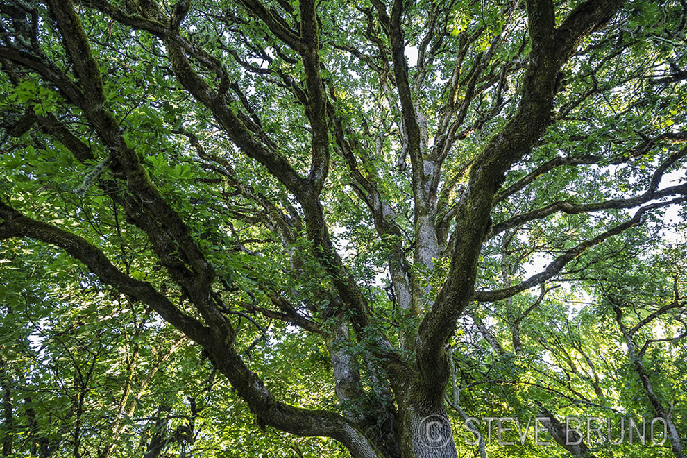 tree, patterns, Steve Bruno, Oregon