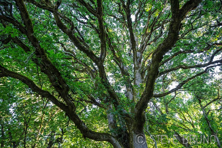 tree, patterns, Steve Bruno, Oregon