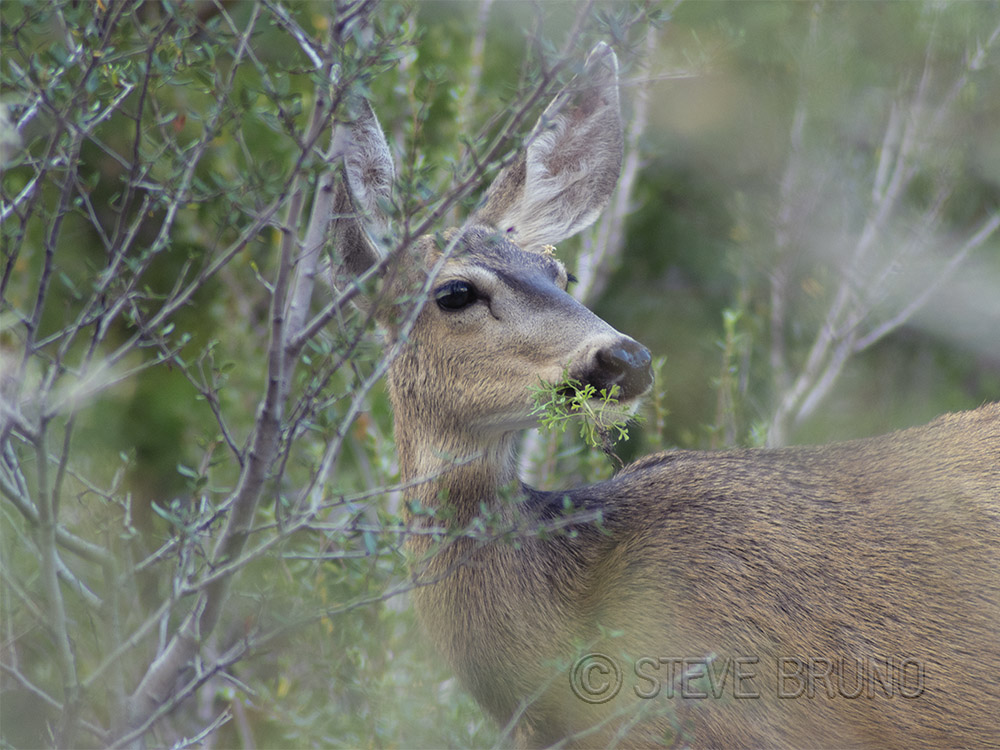 deer, wildlife, forest, nevada