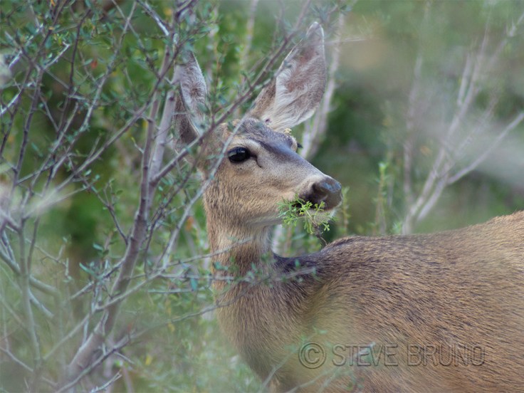 deer, wildlife, forest, nevada
