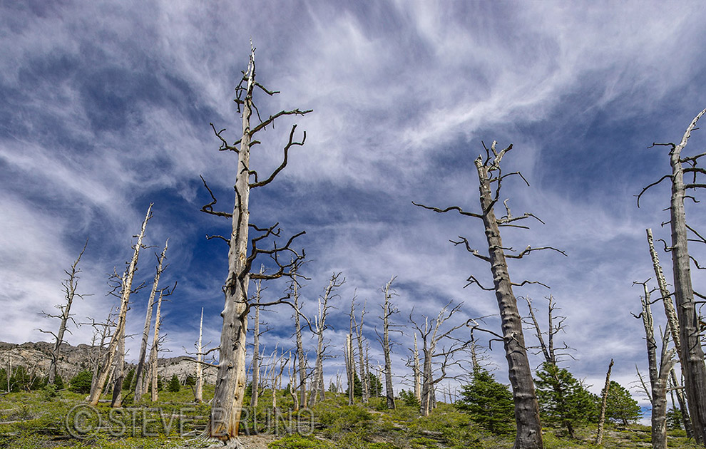 forest fire, trees, nevada