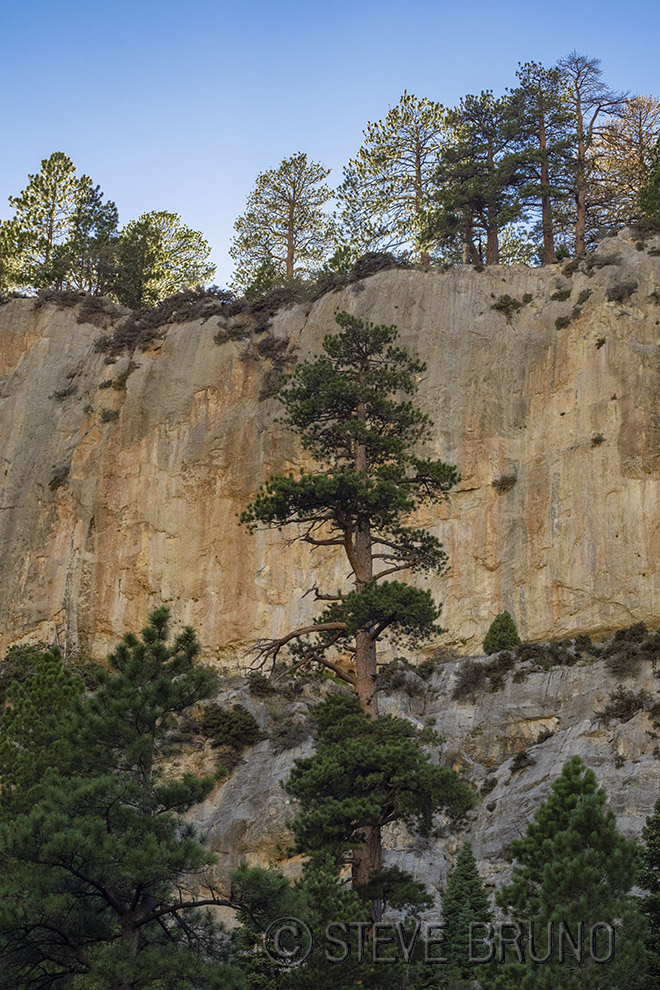 Mount Charleston, nevada, forest, hiking, fine art, landscape photography,
