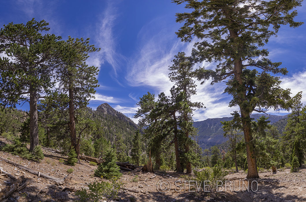 nevada, forest, hiking, steve bruno, gottatakemorepix