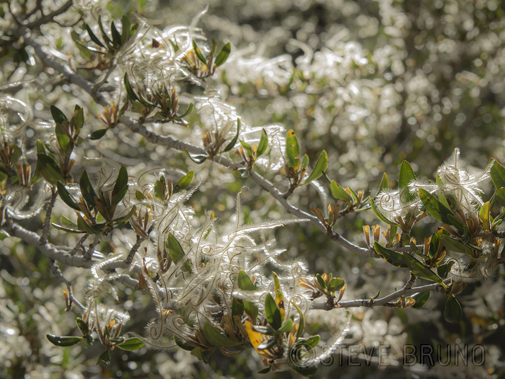 nature, tree, detail, forest, steve bruno