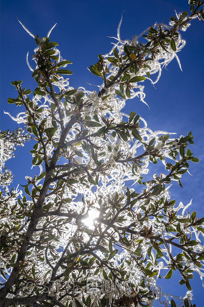 fine art, tree, sunshine, abstract, steve bruno