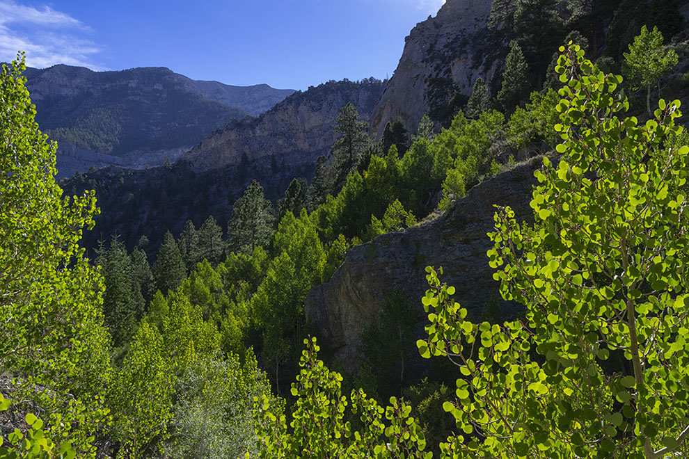 aspen trees, summer, mountains, nevada, landscape photography