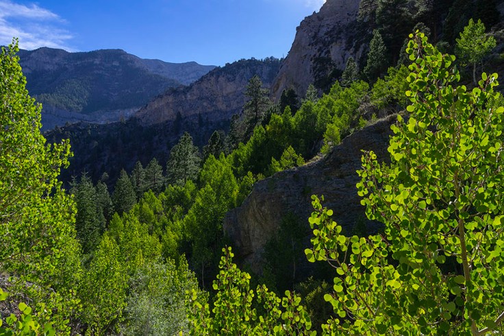 aspen trees, summer, mountains, nevada, landscape photography