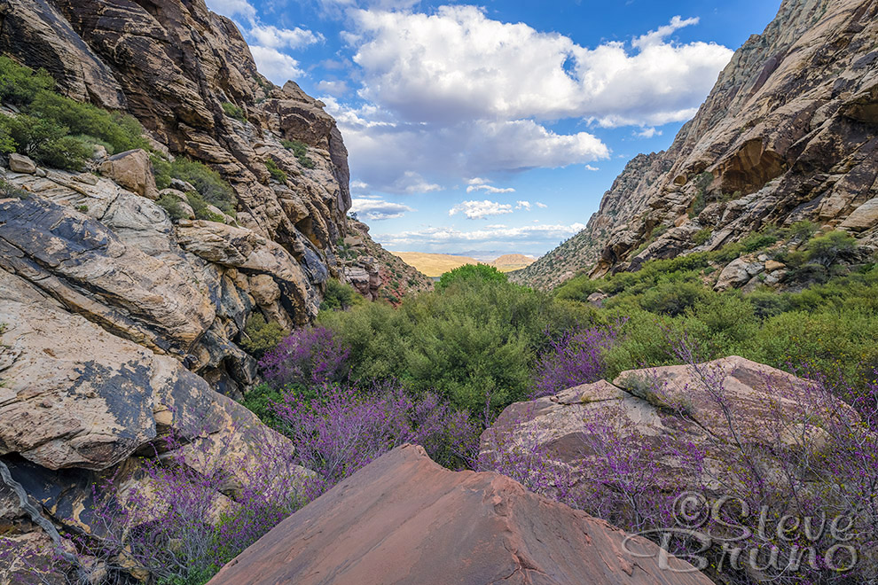 Steve Bruno, red rock canyon, nevada, redbud, flowers