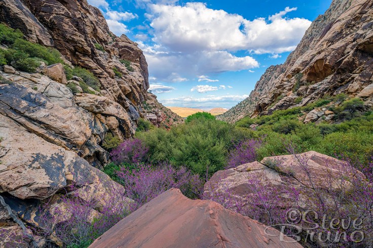 Steve Bruno, red rock canyon, nevada, redbud, flowers
