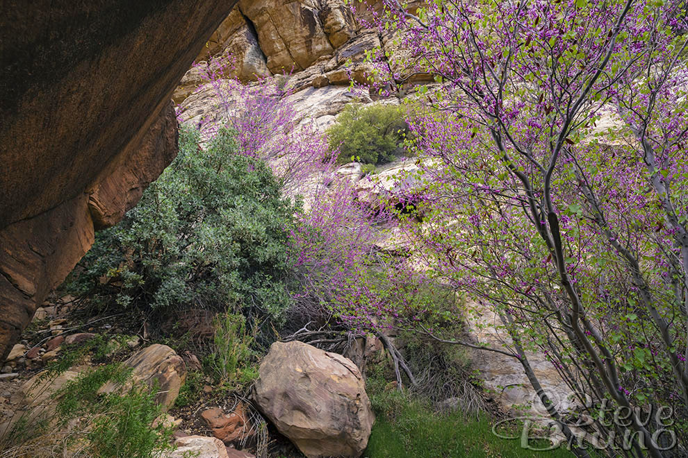 red rock, Nevada, bloom, Steve Bruno