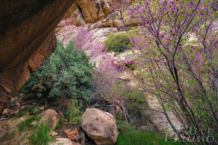 red rock, Nevada, bloom, Steve Bruno