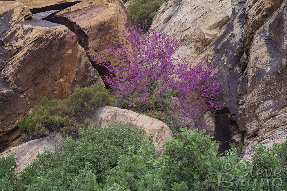 canyon, desert, spring, Nevada