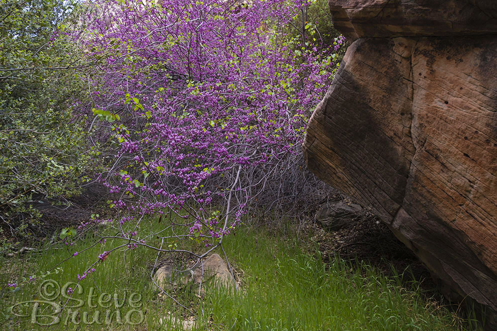 desert, Nevada, flowers