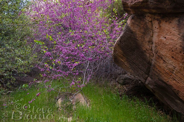 desert, Nevada, flowers