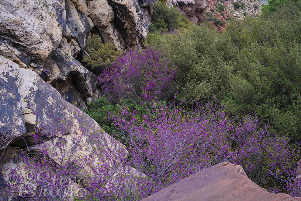 redbud, trees, flowers, red rock canyon, Nevada