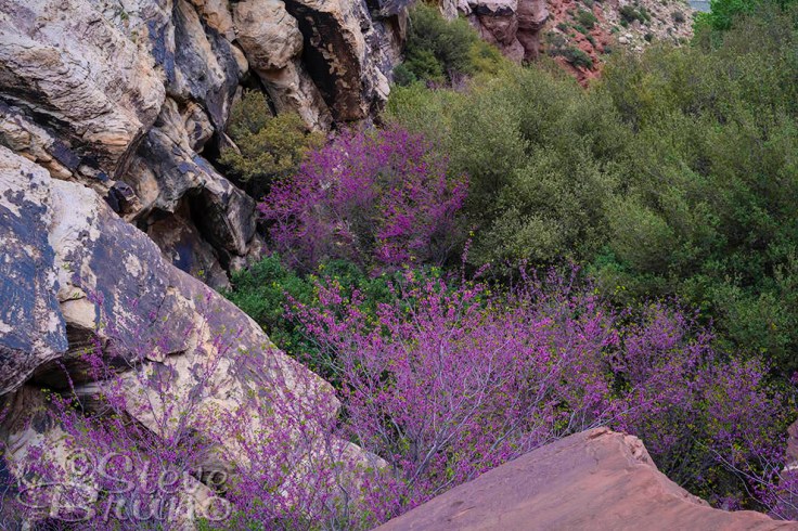 redbud, trees, flowers, red rock canyon, Nevada