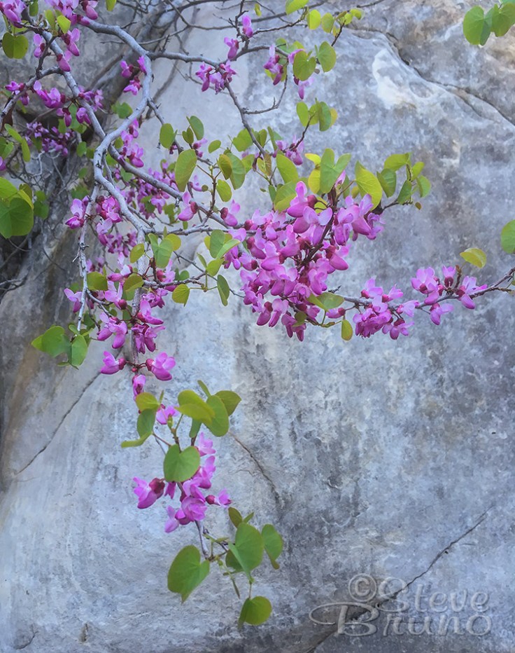 tree, spring, flowers, nevada
