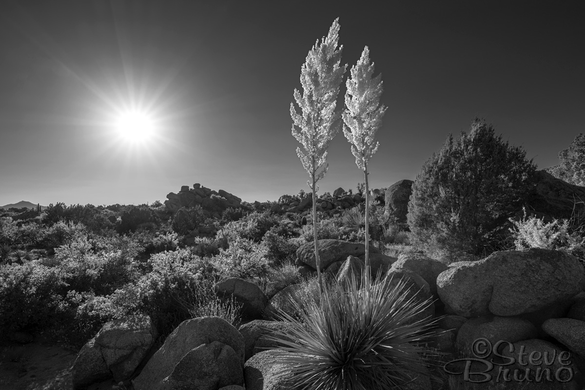 desert, flowers, Arizona, landscape photography, sunshine, Steve Bruno