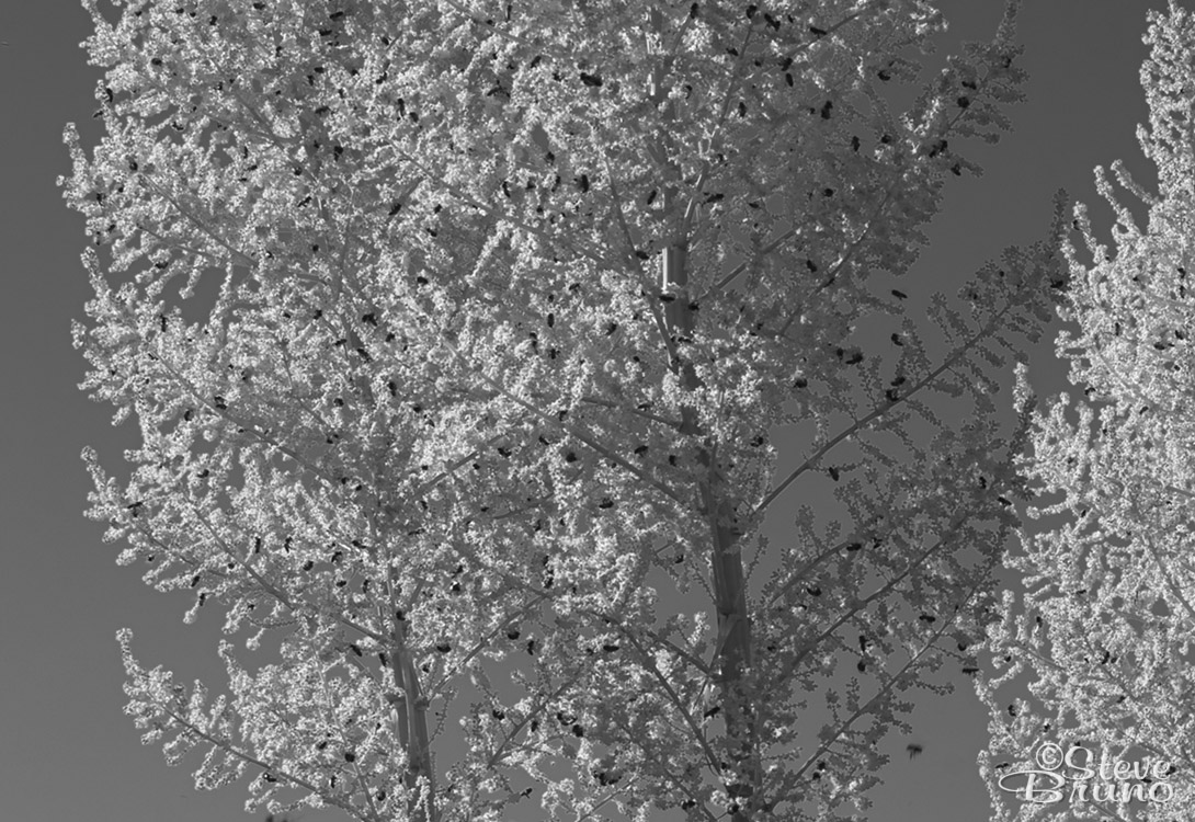 bees, flowers, desert