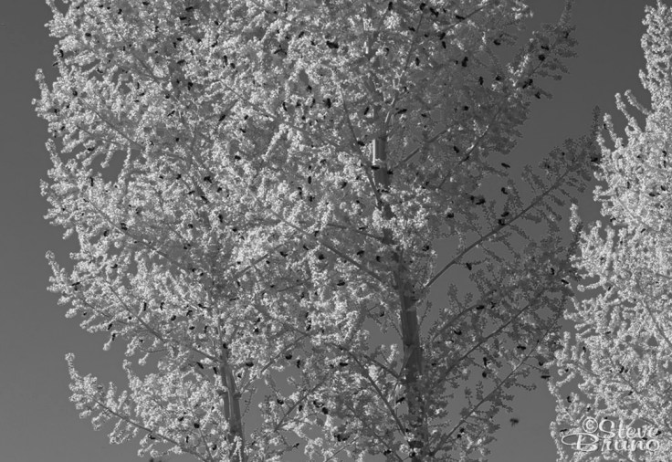 bees, flowers, desert