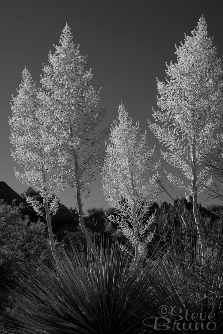 desert, yucca, Arizona, flowers
