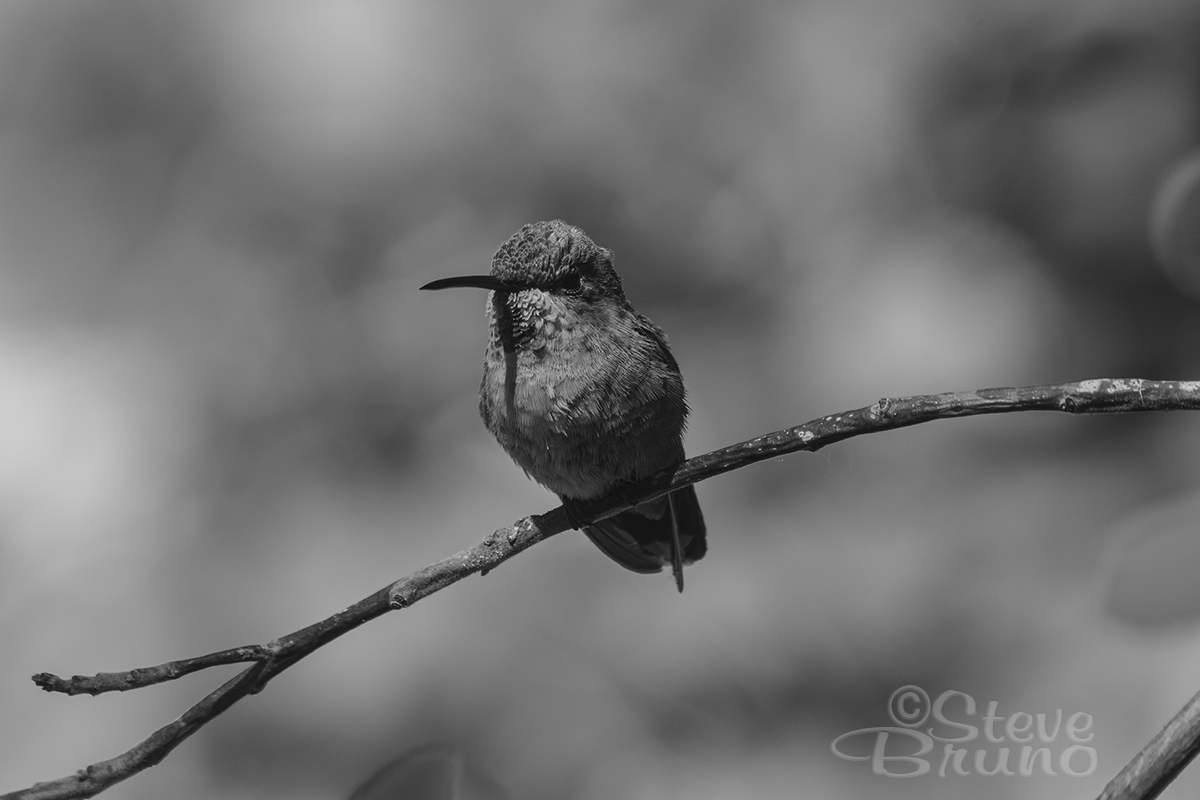 hummingbird, desert, Nevada, Steve Bruno