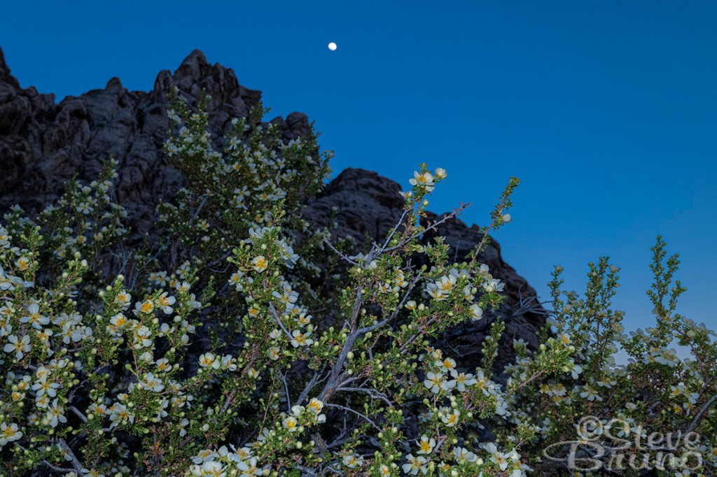 flowers, moonrise, Red Rock Canyon, Nevada