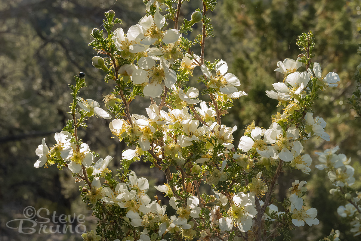 flowers, forest, macro