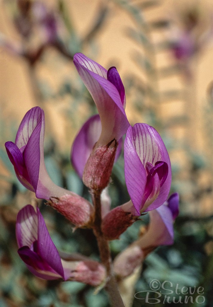 flowers, macro, desert, Steve Bruno