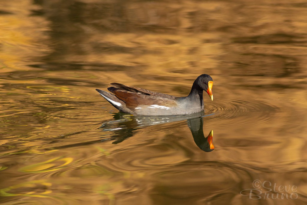 Common Gallinule, Salt River, Arizona