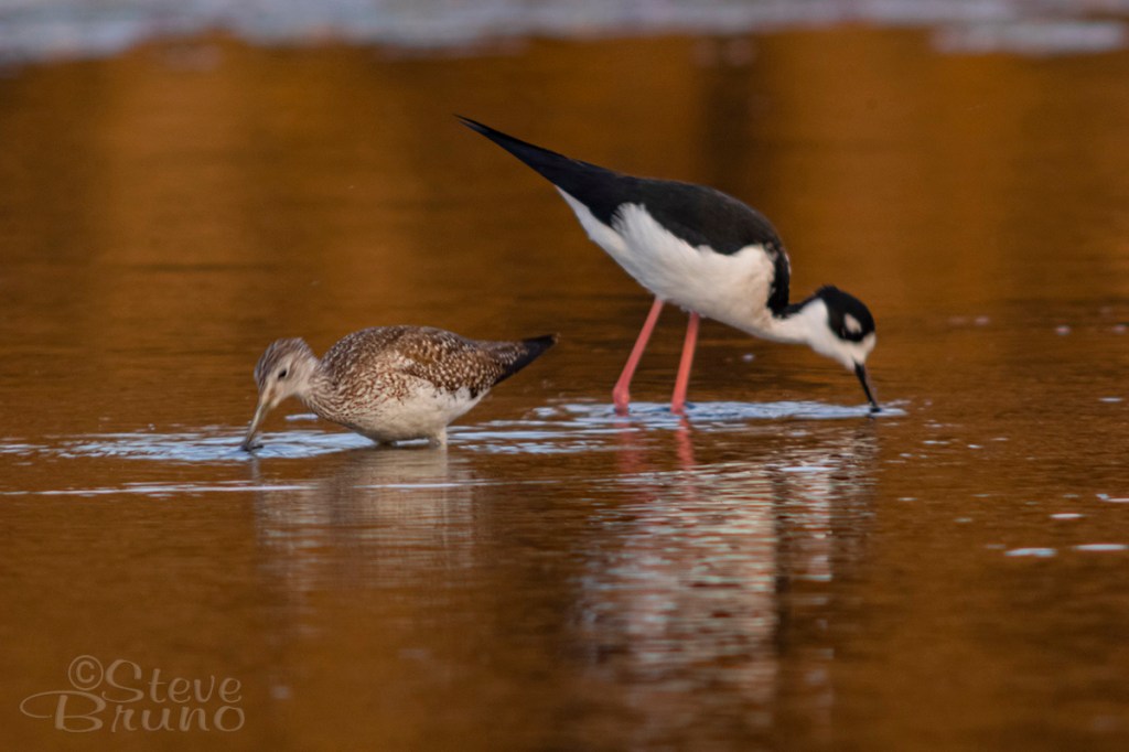 common snipe, black-necked Stilt, Salt River, Arizona