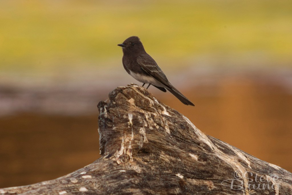 birds, Arizona, black phoebe
