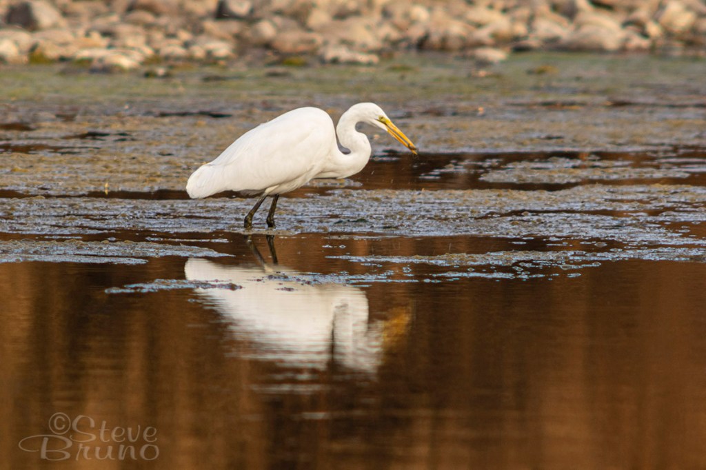 birds, egret, Salt River, Arizona