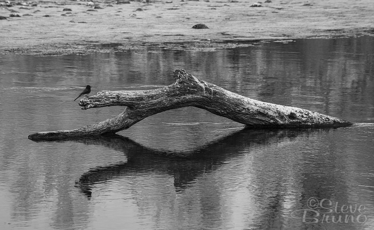 reflection, Salt River, Arizona, birds, Steve Bruno