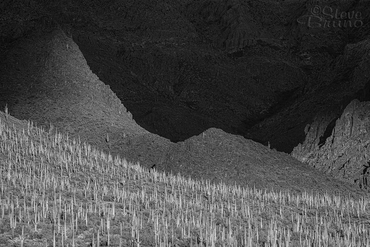 saguaro, desert, superstition wilderness, Steve Bruno